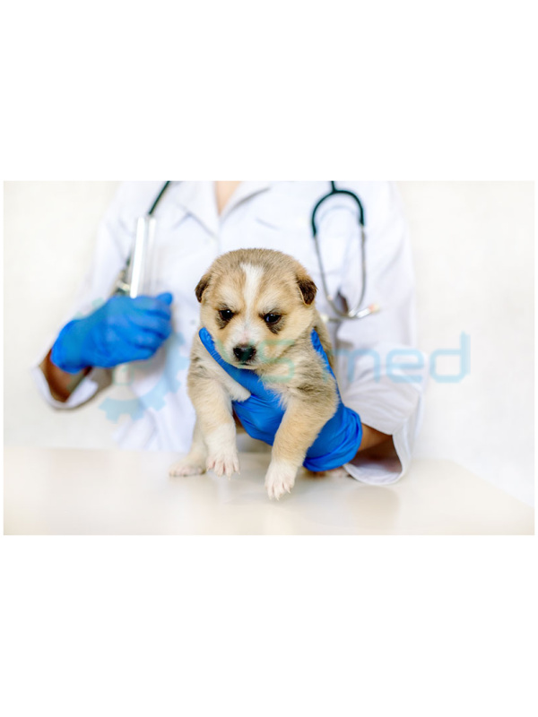 Veterinary